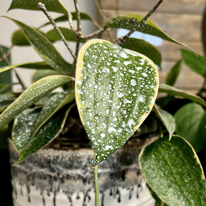 Plant Perfection - Leaf Shine For Houseplants - Ed's Plant Shop