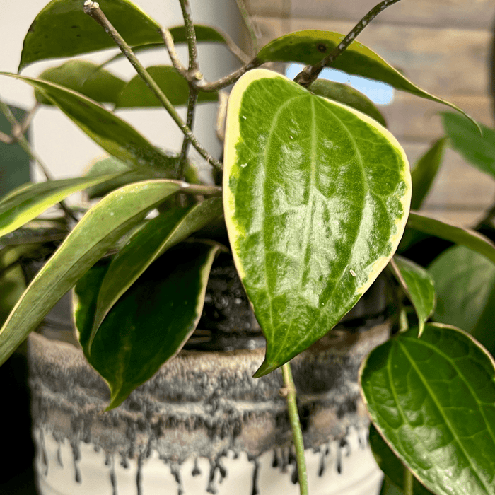 Plant Perfection - Leaf Shine For Houseplants - Ed's Plant Shop