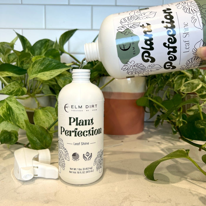Plant Perfection - Leaf Shine For Houseplants - Ed's Plant Shop