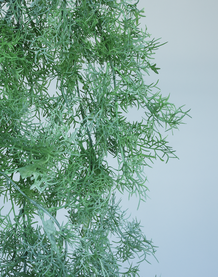 Plumosa Fern Green