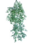Plumosa Fern Green