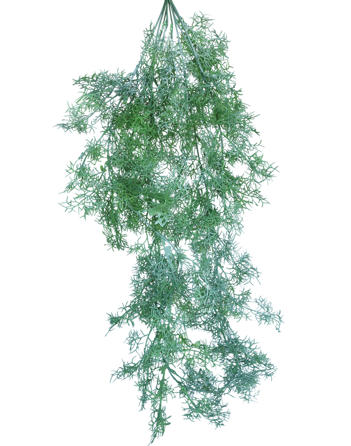 Plumosa Fern Green