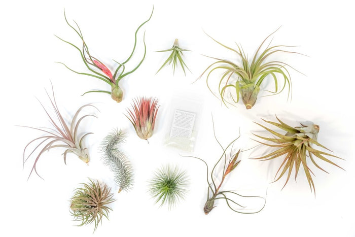 SALE - Premium Tillandsia Air Plant Grab Bag & Fertilizer Packet - Set of 10, 20 or 30 - 40% Off - Ed's Plant Shop