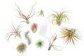SALE - Premium Tillandsia Air Plant Grab Bag & Fertilizer Packet - Set of 10, 20 or 30 - 40% Off - Ed's Plant Shop
