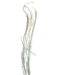 Preserved Mutton Tooth White