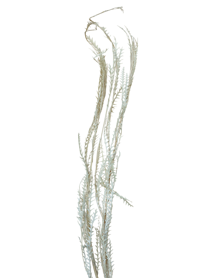 Preserved Mutton Tooth White