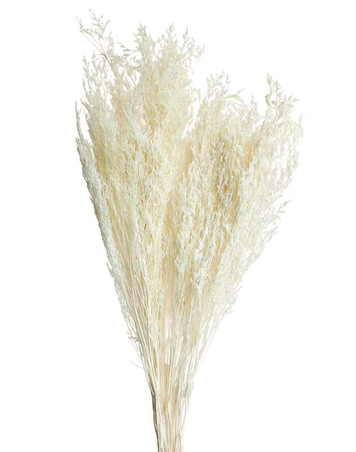 Preserved Natural Stoebe Beige