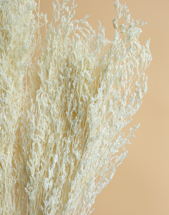Preserved Natural Stoebe Beige