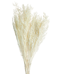 Preserved Natural Stoebe Beige
