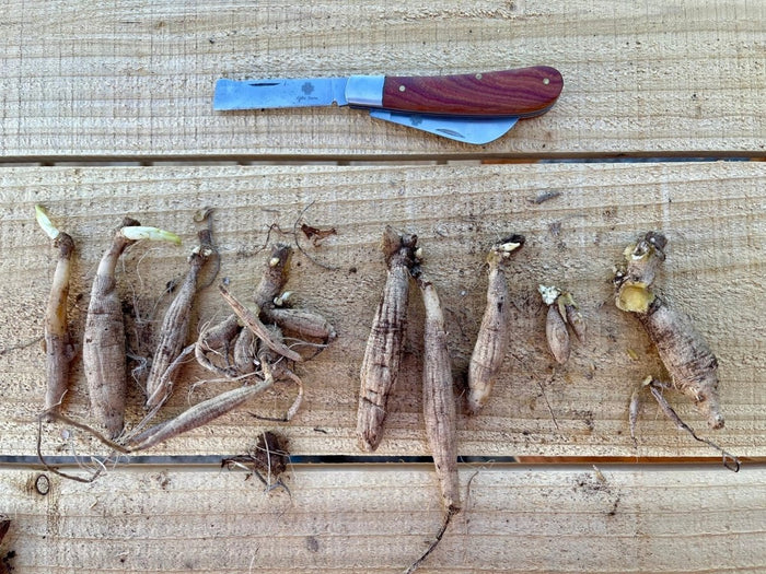 Professional Gardener's Knife - For Pruning, Grafting and Propagation - Ed's Plant Shop