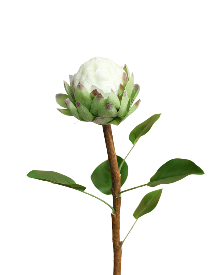 Protea Stem | Available in 4 Colors