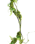 Prouted Pine Vine