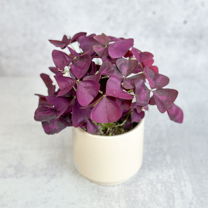 Purple Shamrock Oxalis triangularis in neutral gray pot on light surface, showing full upright form with dark plum triangular leaves