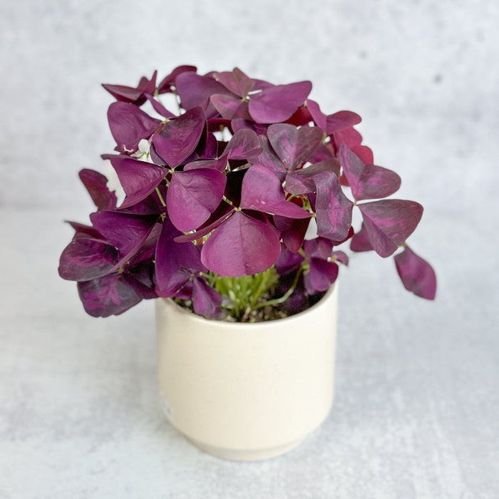 Oxalis triangularis Purple Shamrock in green nursery pot with soft pink flowers emerging above deep burgundy foliage, gray background