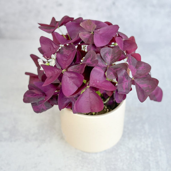 Oxalis triangularis Purple Shamrock in cream ceramic pot showing lush violet leaves and delicate blush-pink blooms against light background