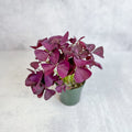 Purple Shamrock Oxalis triangularis in small green nursery pot, compact bushy form with rich magenta-purple butterfly leaves