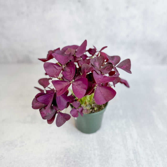 Purple Shamrock Oxalis triangularis in small green nursery pot, compact bushy form with rich magenta-purple butterfly leaves