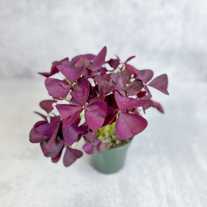 Compact Purple Shamrock Oxalis triangularis in small green nursery pot showing dense mound of deep maroon-purple leaves, gray background