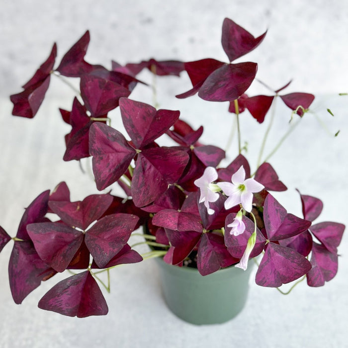 Overhead view of Oxalis triangularis Purple Shamrock with vibrant purple foliage and delicate white-pink blooms rising above the leaves