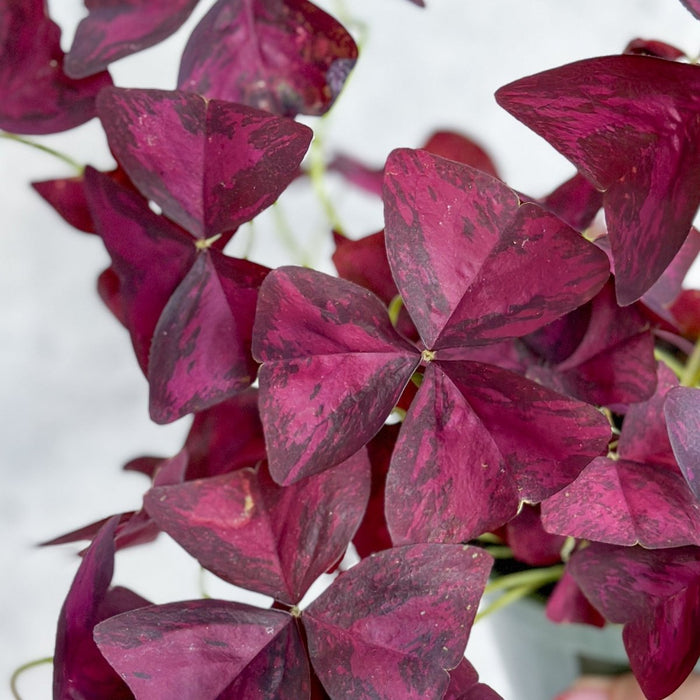 Close-up macro of Purple Shamrock Oxalis triangularis leaves showing deep burgundy-violet butterfly-shaped leaflets with subtle texture