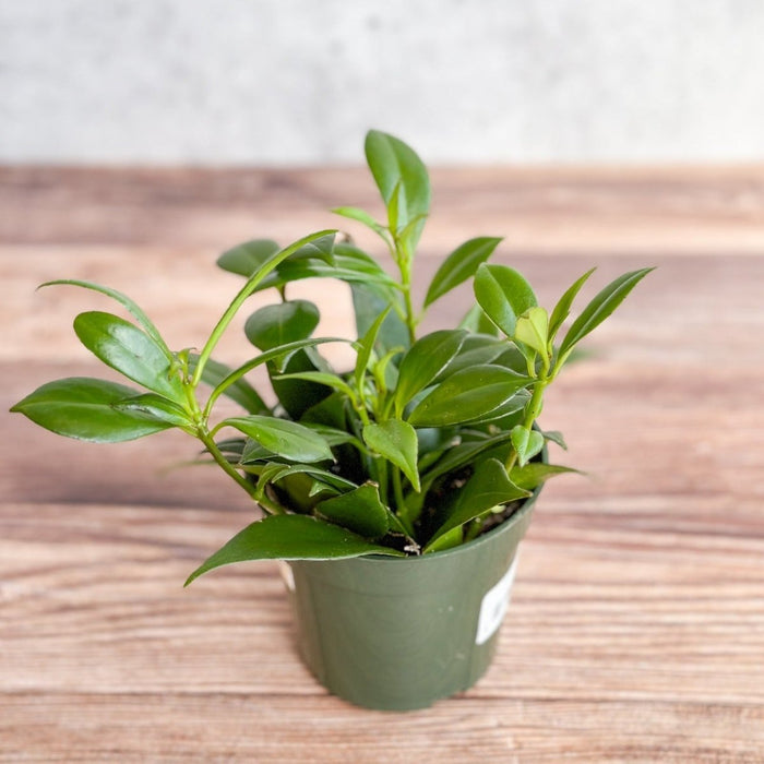 Rapunzel Lipstick Plant - Aeschynanthus japhrolepsis - 4 Inch - Ed's Plant Shop