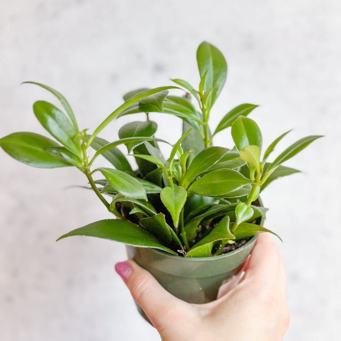 Rapunzel Lipstick Plant - Aeschynanthus japhrolepsis - 4 Inch - Ed's Plant Shop