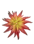 Red Agave Hybrid