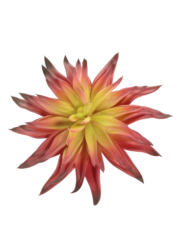 Red Agave Hybrid