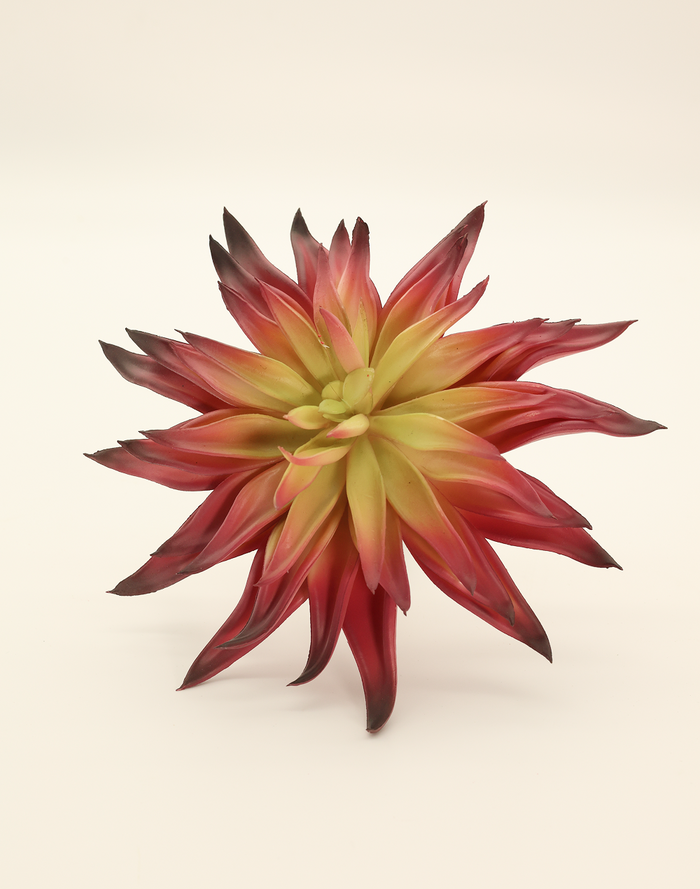 Red Agave Hybrid