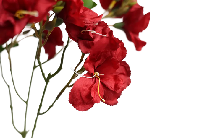 Red Bougainvillea-33" Red