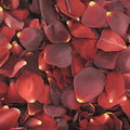 Red Dried Rose Petals for Weddings