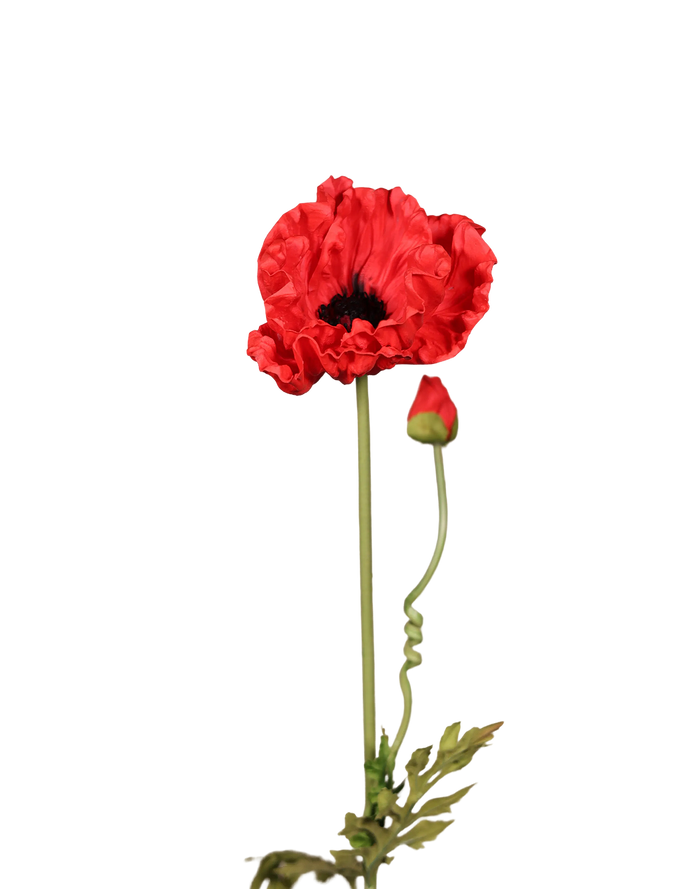 Red Poppy-33"