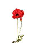 Red Poppy-33"