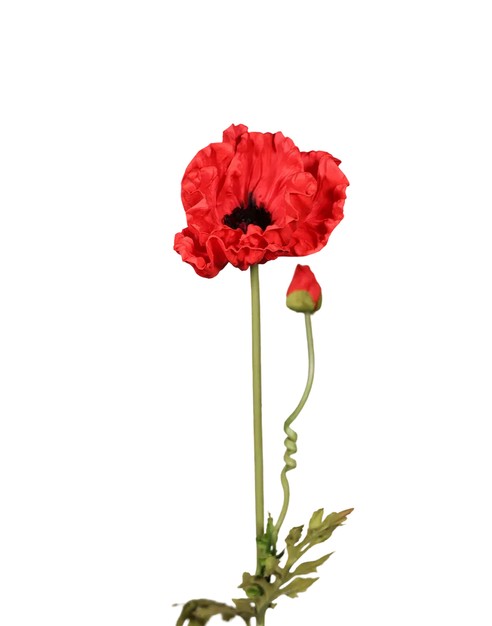 Red Poppy-33"