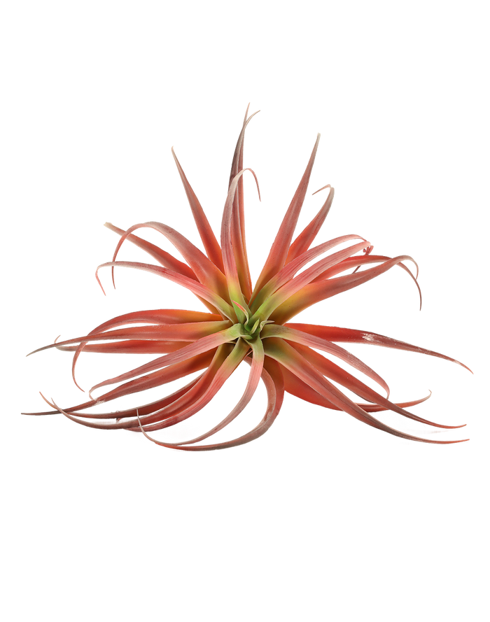 Red Tillandsia