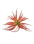Red Tillandsia