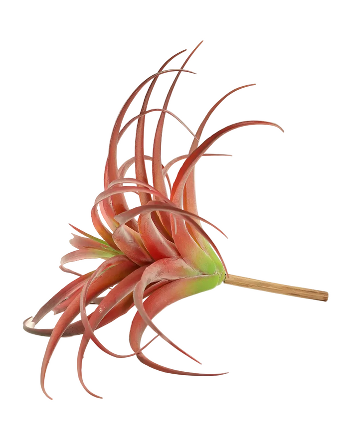 Red Tillandsia