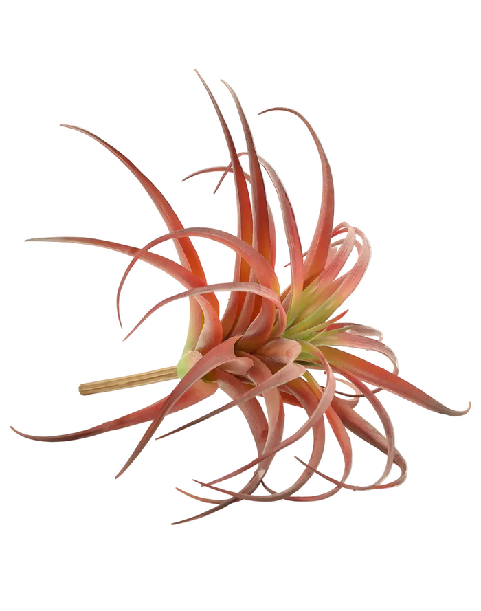 Red Tillandsia