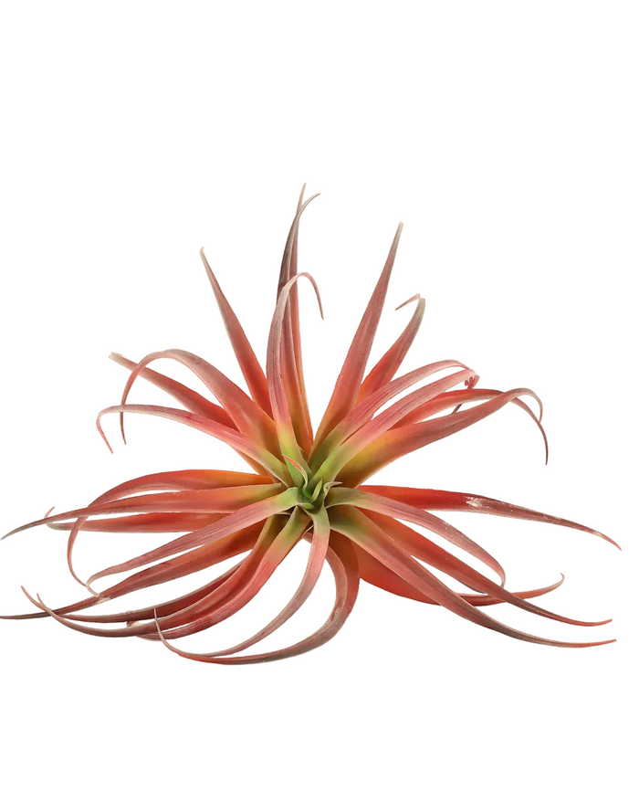 Red Tillandsia