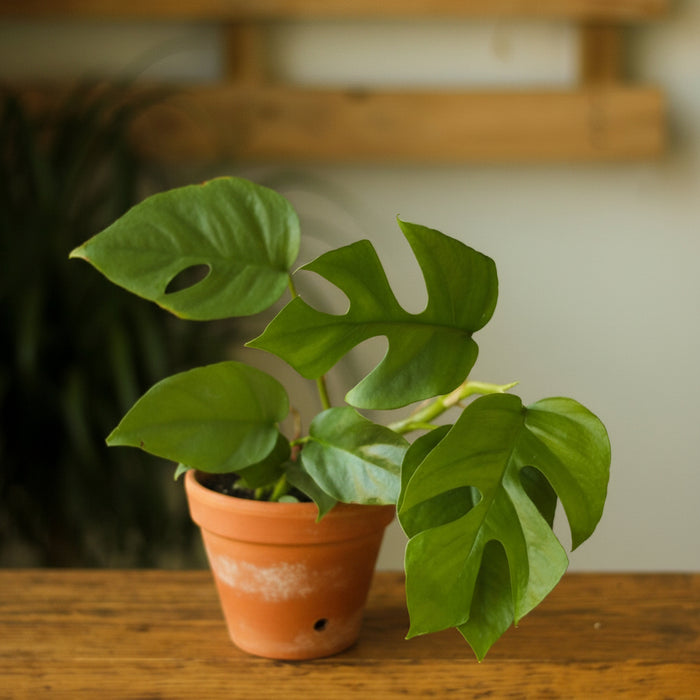 Rhaphidophora Tetrasperma - Mini Monstera plant in terra cotta pot