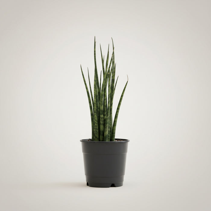 Sansevieria Fernwood 'Mikado'  Snake Plant 6-inch nursery Pot