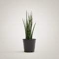 Sansevieria Fernwood 'Mikado'  Snake Plant 6-inch nursery Pot