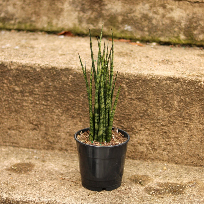 Sansevieria Fernwood 'Mikado' - Ed's Plant Shop