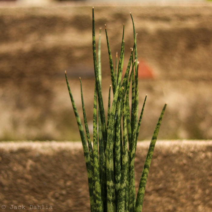 Sansevieria Fernwood 'Mikado' - Ed's Plant Shop