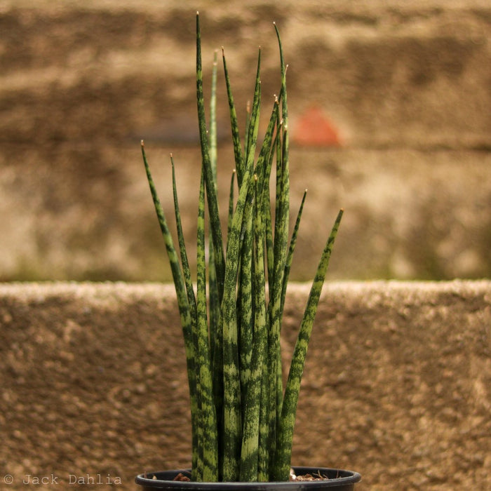 Sansevieria Fernwood 'Mikado' - Ed's Plant Shop