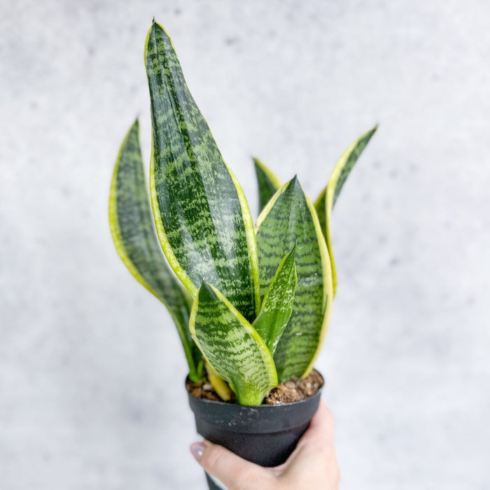 Sansevieria Laurentii snake plant with yellow variegated leaves in nursery pot