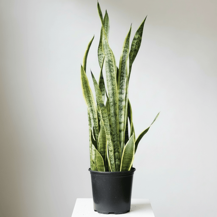 Large potted snake plant laurentii on a white surface with a light gray background