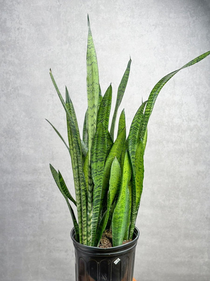 8" Nursery Pot