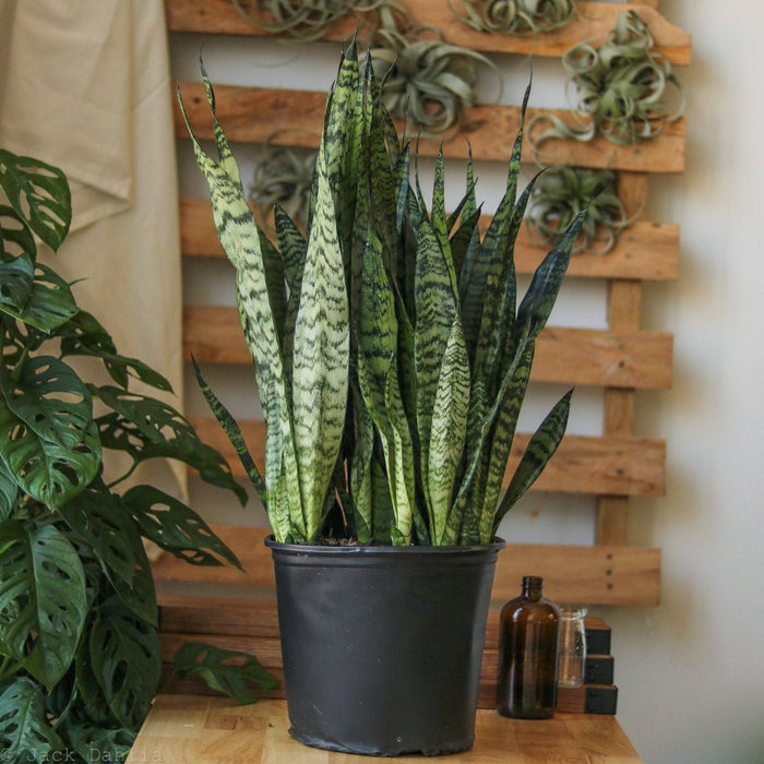 Sansevieria zeylanica snake plant thriving in low-light indoor space