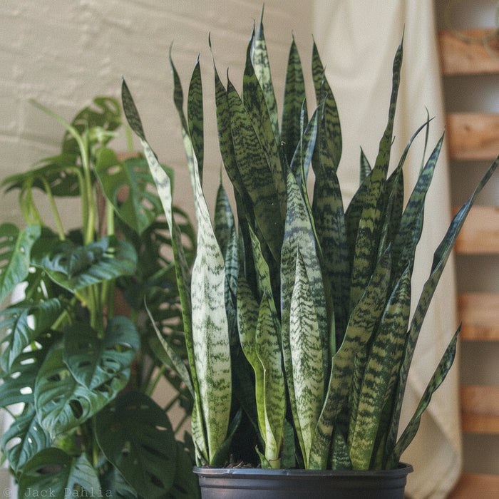 Sansevieria zeylanica Bowstring Hemp snake plant with upright silver-green leaves and swiss cheese plant